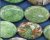 ● Jade- Green Jade