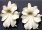 CR109 Wholesale coral flower beads pendant 30*50mm